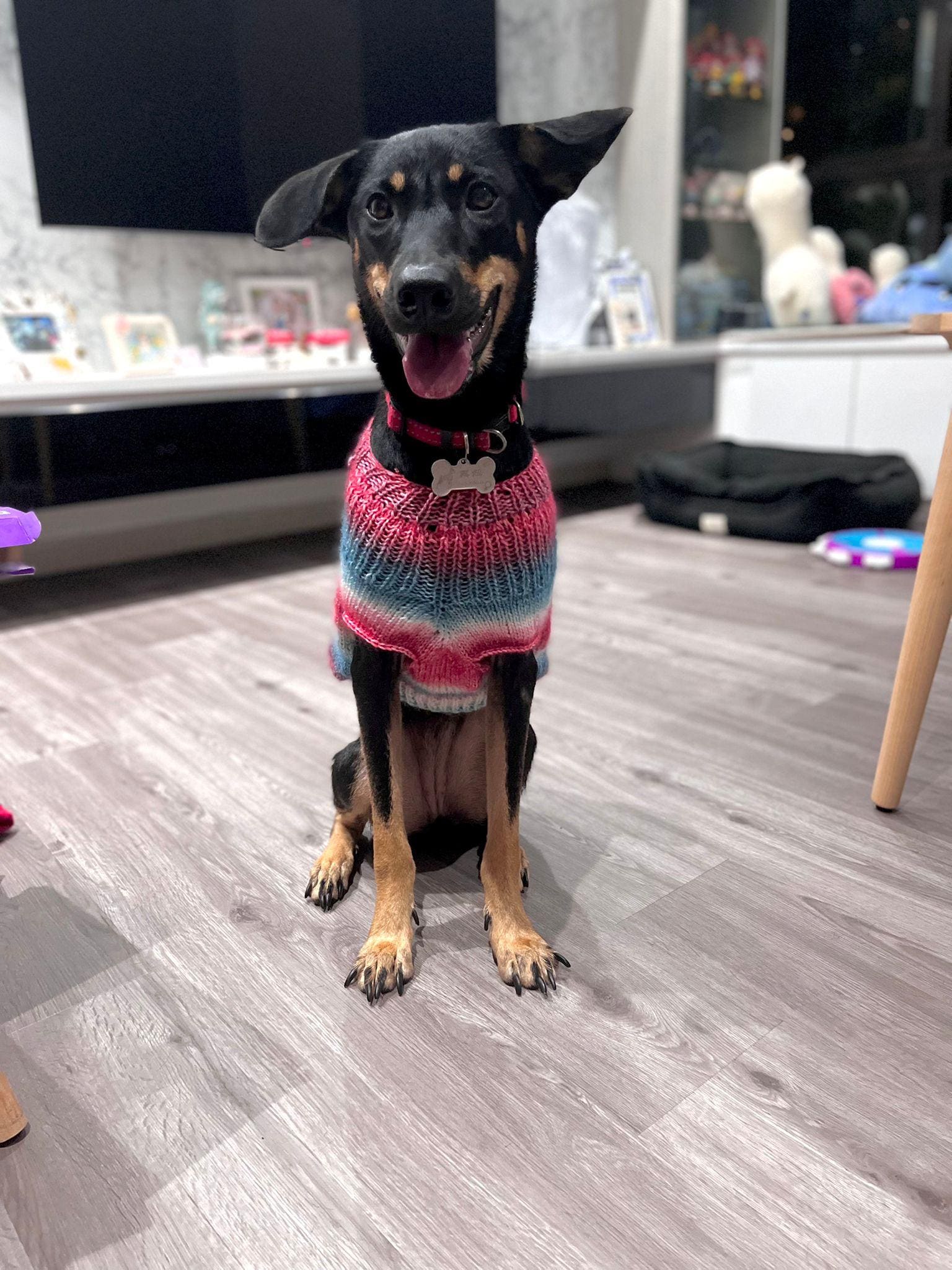 黑妞 (Hei Niu), a black and tan dog, sitting in a rainbow knit sweater